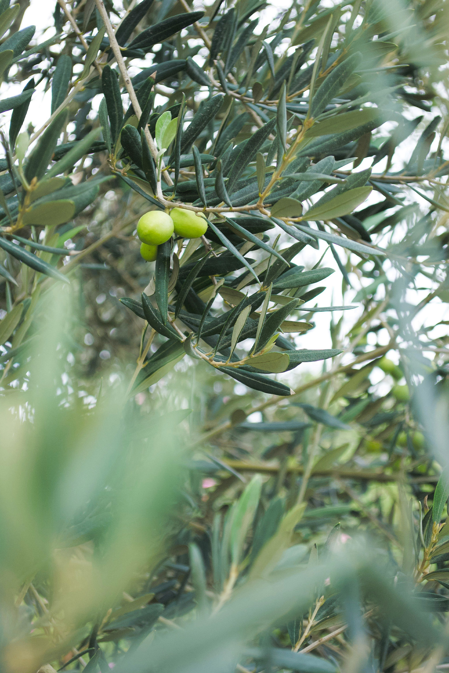 Olea True Extra Virgin Olive Oil based in Los Angeles Greek Roots AG Design Agency