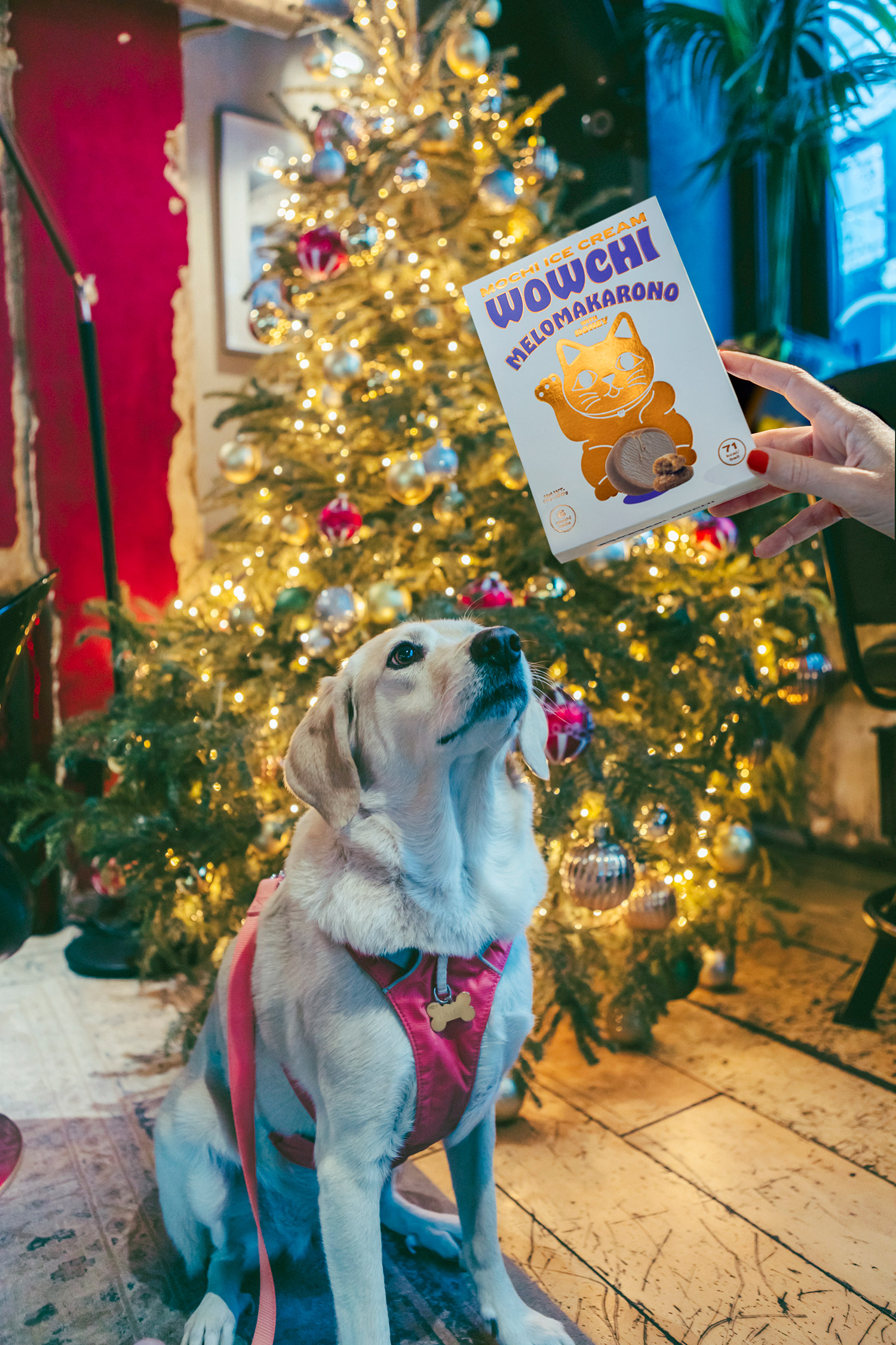 AG-Design-Agency_Wowchi-Ice-Cream_Melomakarono